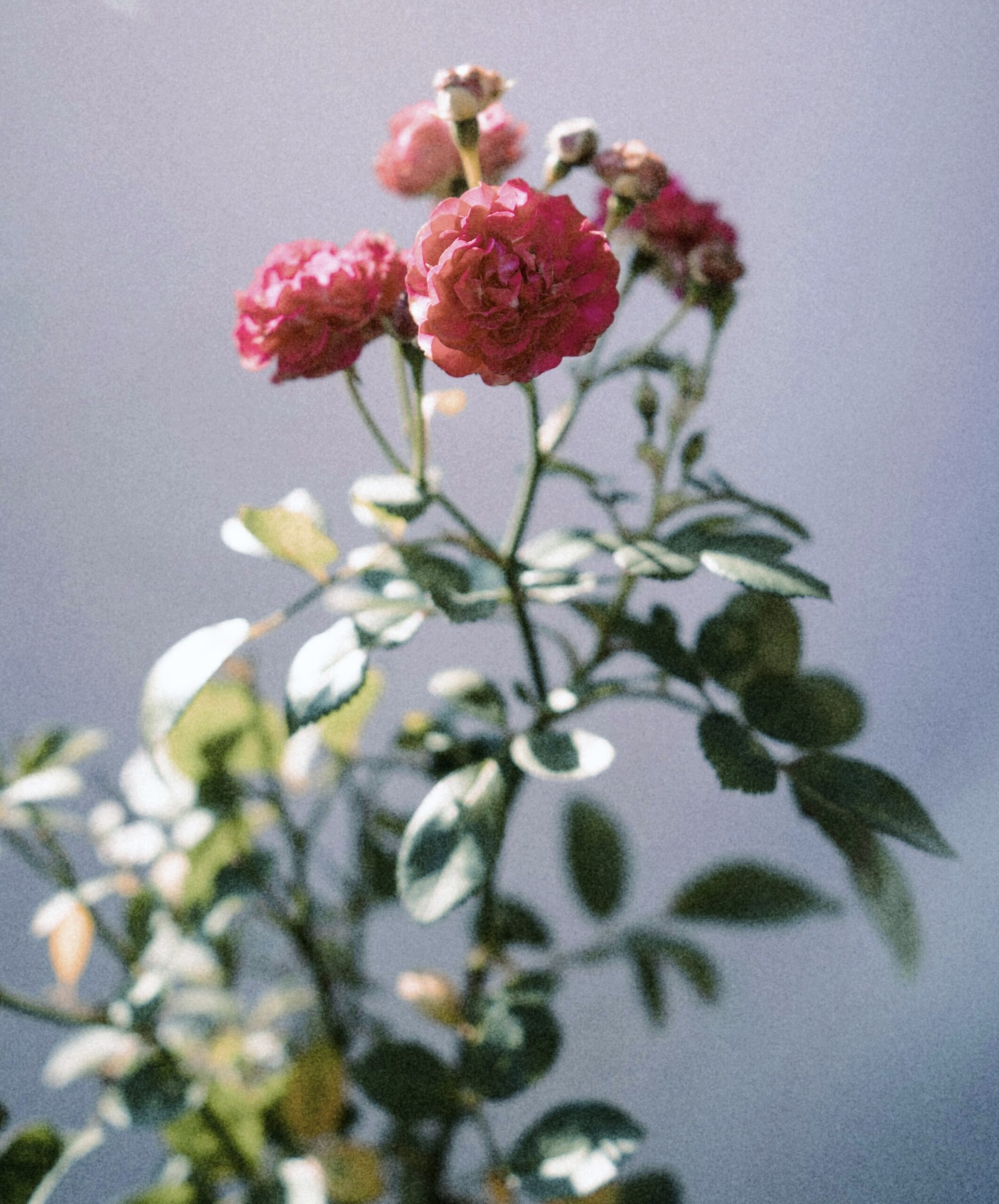 Processed with VSCO with al1 preset
